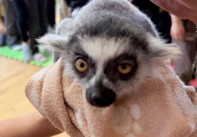 Pokaz lemura w świetlicy – 23.X.2026 Pokaz lemura w świetlicy – 23.X.2026
