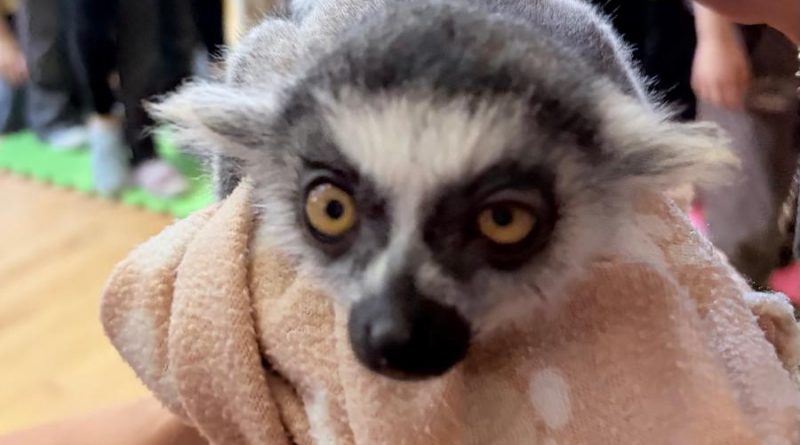 Pokaz lemura w świetlicy – 23.X.2026 Pokaz lemura w świetlicy – 23.X.2026